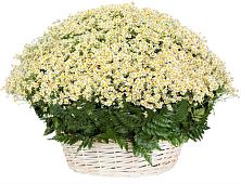 Цветочная композиция из Ромашки в корзине #REPLACE_PRED# Канглах